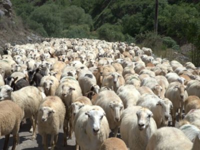 Azərbaycanda&nbsp;qoyunların sayı AZALIR