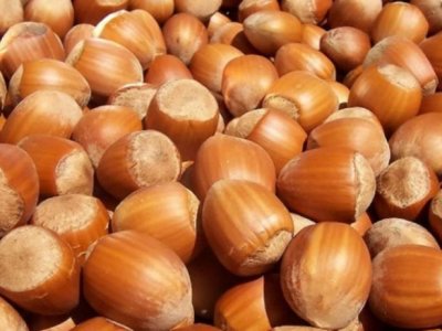 Fındığın kiloqramı 7 manat bahalaşdı&nbsp;