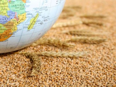 World wheat market faces crisis: Prices are rising