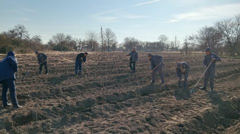 Meşə fondu torpaqlarında ağac əkininə start verildi - FOTO