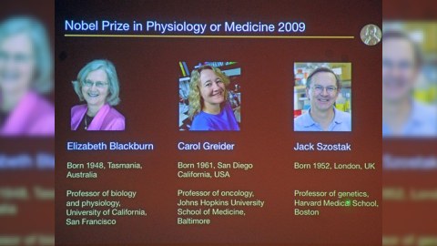 Tibb üzrə Nobel mükafatı laureatları məlum olub
