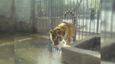 Pələng ilində Bakı Zooparkındakı dişi pələngi "evləndirəcəklər"