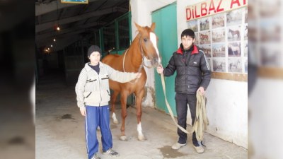 Bakı Cıdır Meydanında bəzi məmurların da atları saxlanılır