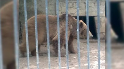 İyunda Bakı zooparkına yeni heyvanlar gətiriləcək 
