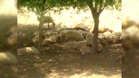 Kürlə mübarizə aparan Sabirabadda əkin sahələri susuzluqdan məhv olur 