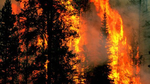 Davam edir ekoloji terror…