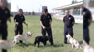 Azərbaycanın Gömrük Komitəsi Makedoniyaya 2 baş it bağışlayacaq