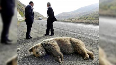 Nazirlik işçilərinin ayı, canavar və maral "ovu"...