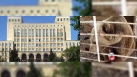 Elmlər Akademiyasına məxsus obyektdə ayını "həbs ediblərmiş"