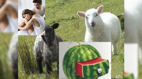Qoçların buynuzsuz olması, qarpızın tumunun bitməməsi və insan sonsuzluğu...