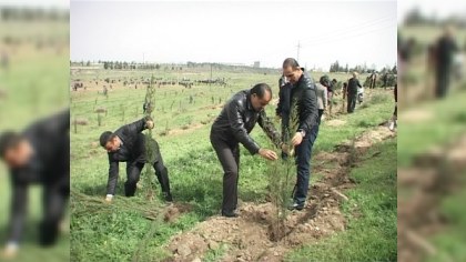 Gəncənin icra başçısı camaata qoşulub ağac əkdi (FOTO)