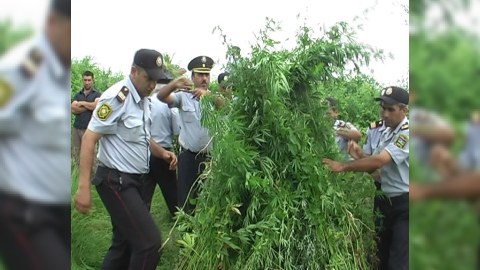 Goranboyda “Xaş-xaş 2011”: polis çətənə kolu yığımında... (FOTO)