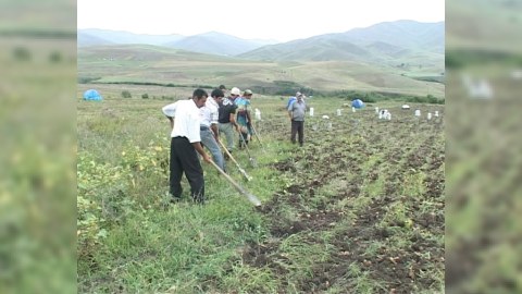 Gədəbəylilərin “kartof böhranı” 