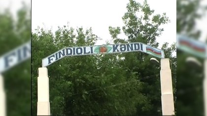 Zaqatala bağlarında fındıq yığımına başlanılıb (FOTOLAR)