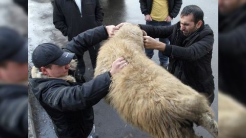 Bu gündən Bakıda ucuz qurbanlıq qoyunlar satılacaq (Satış yerlərinin SİYAHISI)