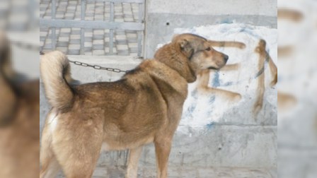 Bakının “it bazarı”: “Ay müştəri, gəl bəri! 2000 manata çoban iti, 150 manata İran pişiyi…” - FOTO+REPORTAJ
