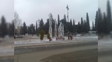Gəncədə əkilən xurma ağacları qurumağa başlayıb  