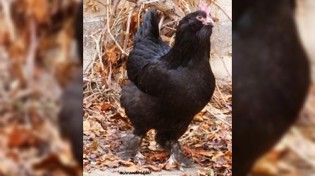 Ermənilər itlərimizi oğurlamağa başlayıblar - FOTOLAR