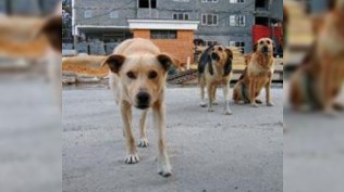 “Bu həyəcan məni şəkər xəstəsi edəcək” – Sahibsiz Heyvanlarla Mübarizə İdarəsinin sirri