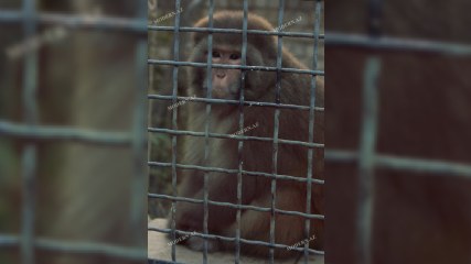 İşıq-qaz kəsilməsə, Bakıdakı kenqurunun problemi olmayacaq - Zooparkdan REPORTAJ