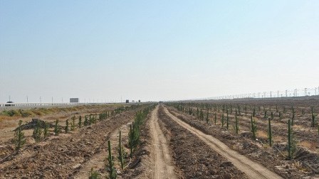 Ekologiya və Təbii Sərvətlər Nazirliyi yaşıllıqlarla bağlı vəsaitə qənaət edib