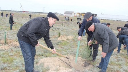 İki nazirliyin işçiləri Bakıda ağacəkmə aksiyası keçirdi - FOTOLAR