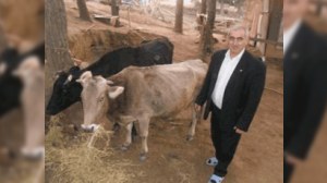 Əhməd Oruc hiddətləndi: “Başqa namizədlərin üzünü göstərirlər, mənim isə inəklərimi”
