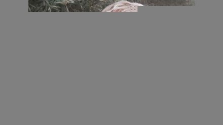 İctimai Palatanın üzvü Əli Kərimliyə qarşı: “O, müxalifətə “torba tikdi””