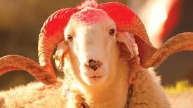Qurban bayramında iki gün iş olmayacaq