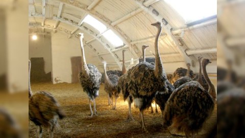Azərbaycanda tanınmış məmurun dəvəquşu ferması iflasa uğrayıb - ÖZƏL