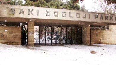Zooparkın direktoru: “Heç yerə köçməyəcəyik”
