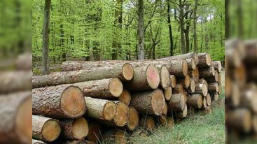 Azərbaycanda qiymətli ağacların kəsilməsini təşkil edən şəxs ifşa olundu