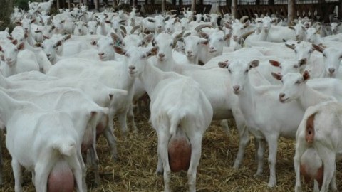 Azərbaycandakı keçilərin sayı açıqlandı-650 min