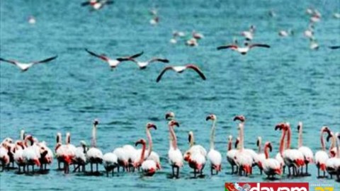 Urmu gölünün filamenqları Bakıya köçür - FOTOLAR