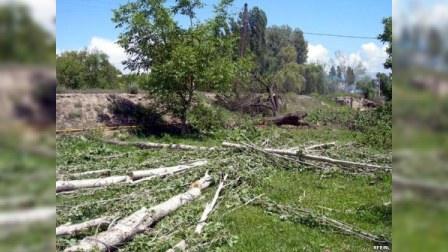 Yasamalda 9 ağacın kökündən çıxarılması barədə fakt araşdırılır