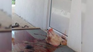Məscidin qarşısına donuz başı atdılar - FOTO