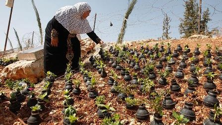Fələstinli qadın İsrailin atdığı bombaların içində gül əkir - FOTOLAR