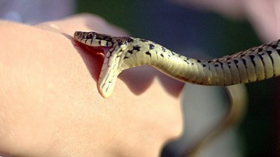 Azərbaycanda ilan vuran kişi öldü