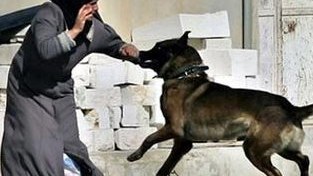 Hürmək istəmirsənsə quduz itdən qorun! - Respublika Taun Əleyhinə Stansiyadan AÇIQLAMA 