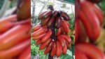 Qırmızı banan, ordudan böyük hərbi orkestr, donmuş Nil çayı... - MARAQLI