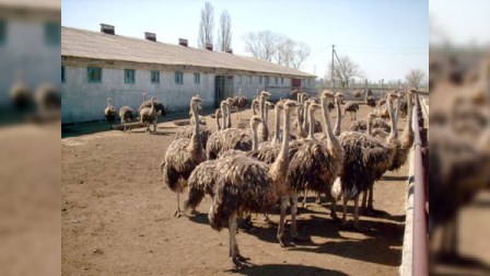 Keçmiş nazir dəvəquşu ferması yaradıb