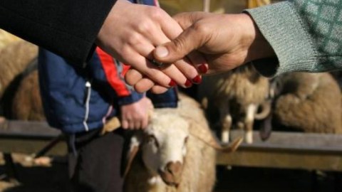 Qurban bayramında 4 gün iş olmayacaq