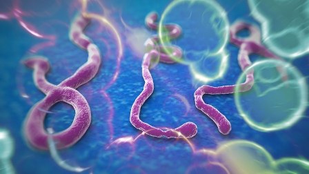 Azərbaycanda "Ebola" virusu ilə bağlı ciddi tədbirlər görülür – AÇIQLAMA