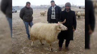 Bakıda qurbanlıq heyvanların satış yerləri açıqlacaq 