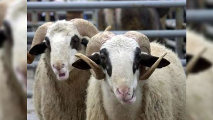 Bakıda qurbanlıq heyvanlar bu ÜNVANLARDA satılacaq
