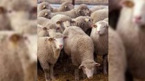Nazir Heydər Əsədov: "Bakıda qurbanlıq heyvanlar 90-95 manata satılacaq"
