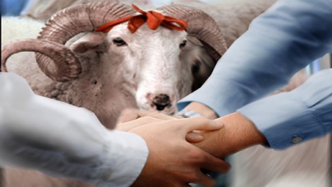 Qurban bayramı halallıq və birlikdir... 