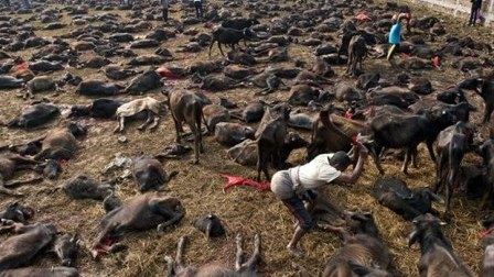 Nepalda qanlı festival: 200 mindən çox heyvan qətl edildi - FOTOLAR