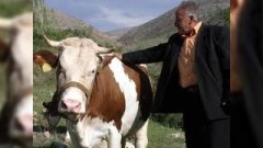 Bakıda inək vuran kişi öldü