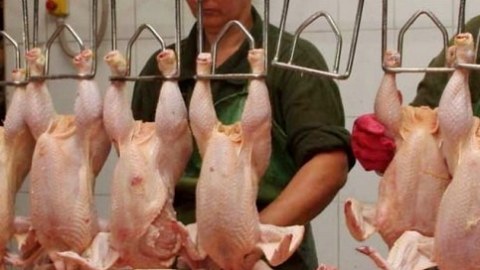 Dövlət Komitəsi: “Şişirdilən toyuqlarla bağlı araşdırma başlayıb” - VİDEO